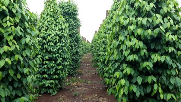 SẢN XUẤT & THƯƠNG MẠI HỒ TIÊU